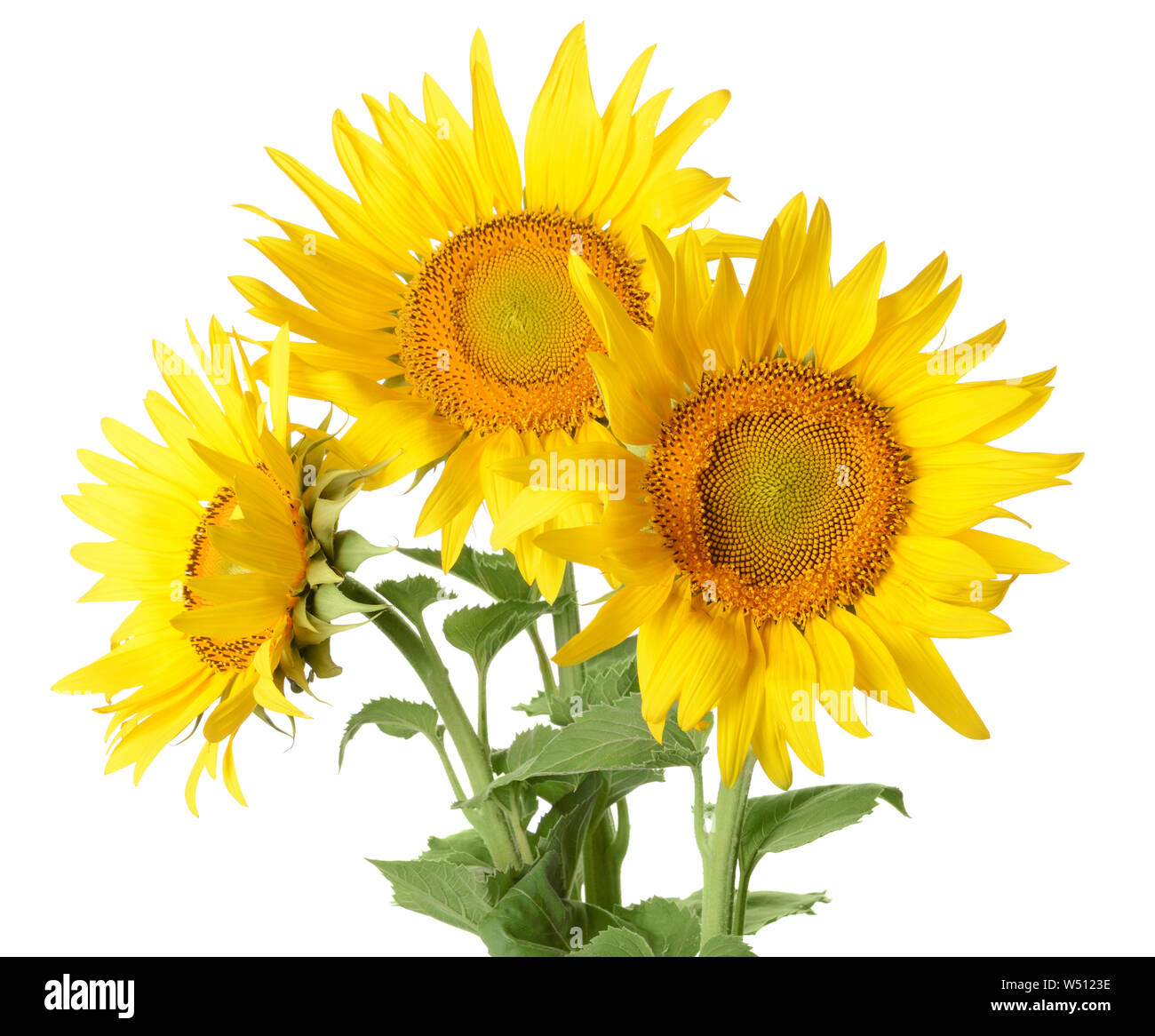 Beautiful sunflowers on white background Stock Photo - Alamy