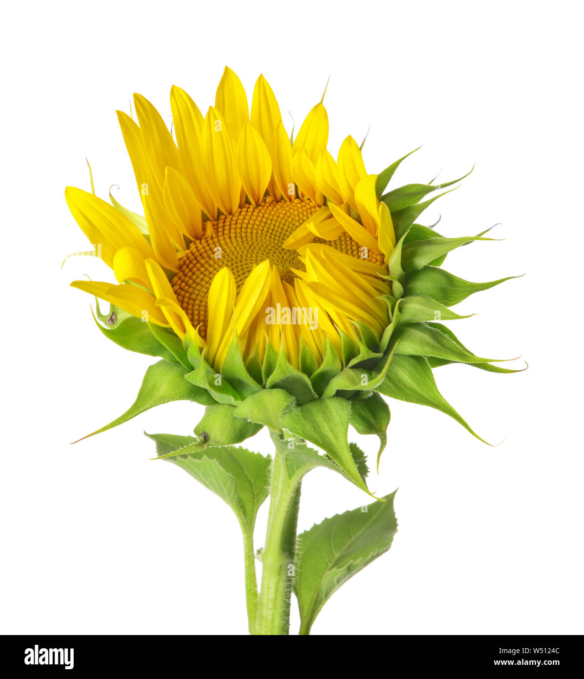 Beautiful sunflower on white background Stock Photo - Alamy
