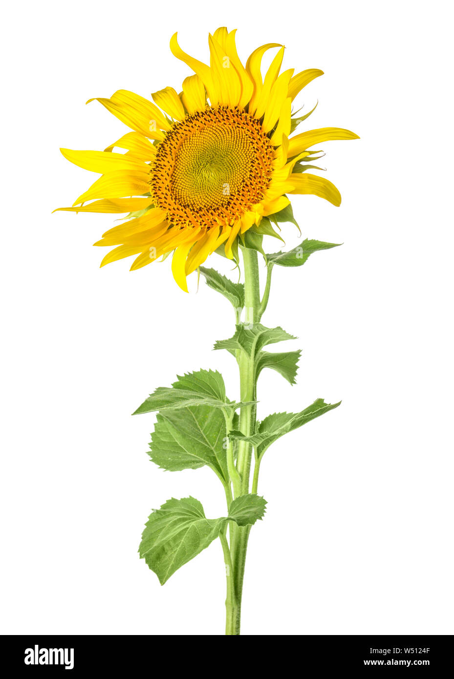 Beautiful sunflower on white background Stock Photo - Alamy