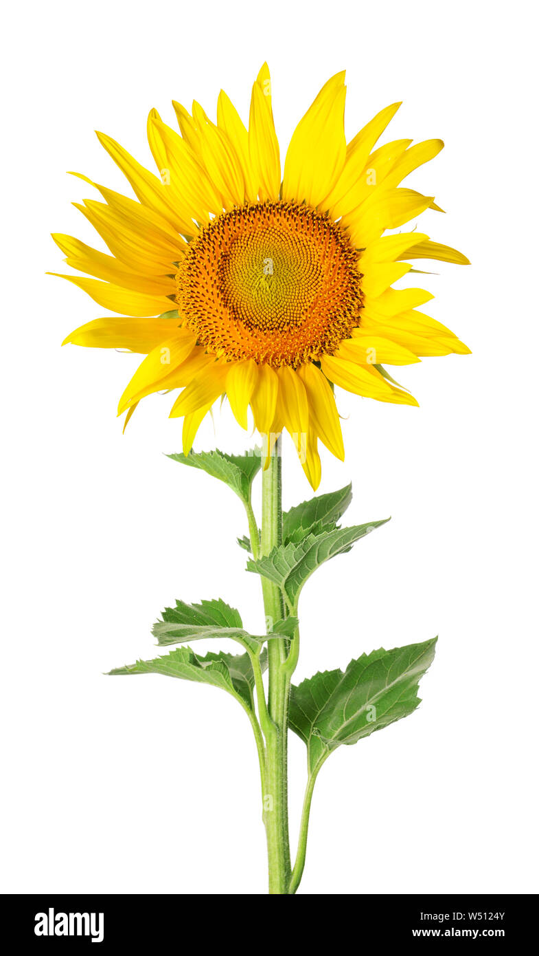 Beautiful sunflower on white background Stock Photo - Alamy