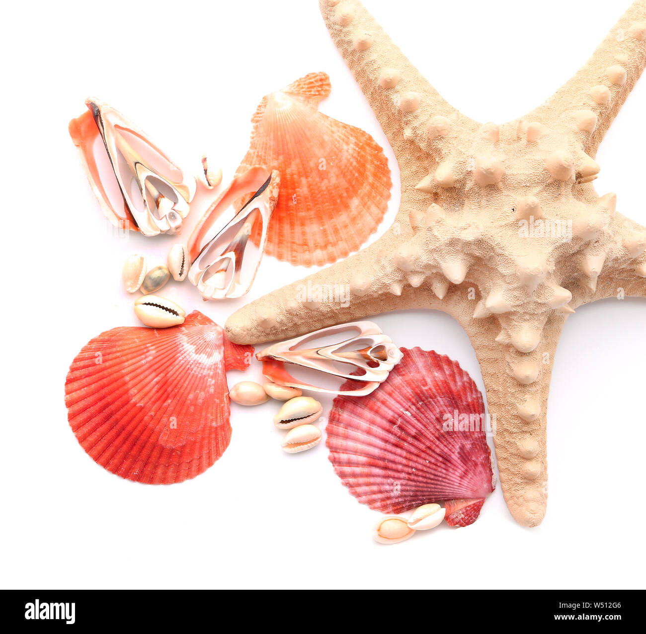Beautiful sea shells and starfish on white background Stock Photo - Alamy