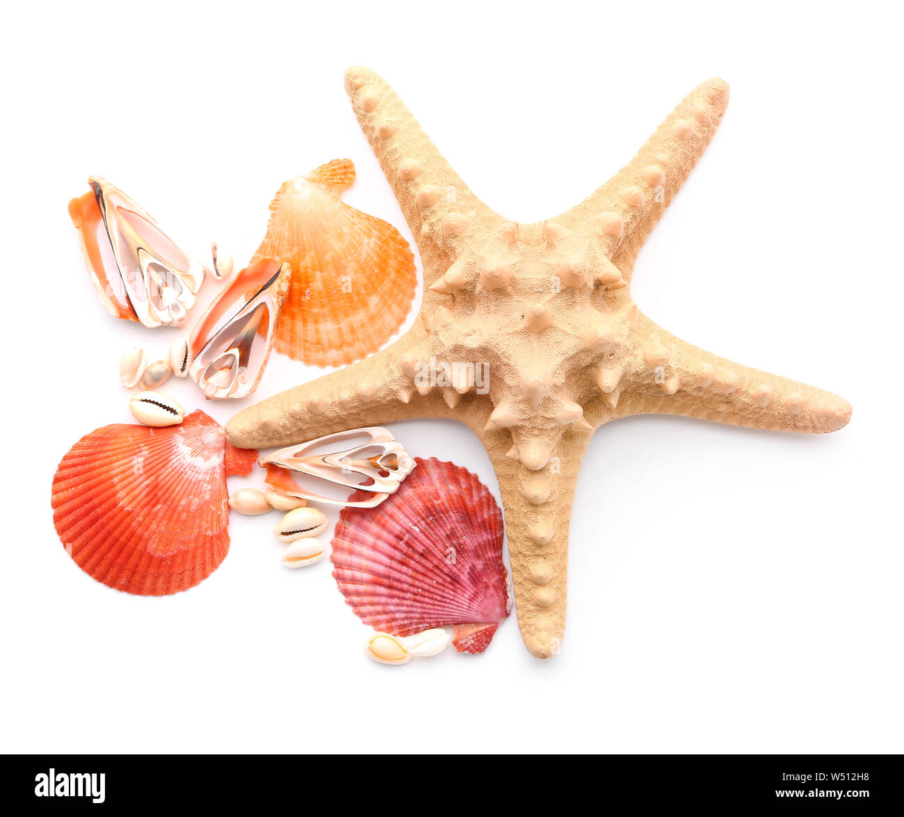 Beautiful sea shells and starfish on white background Stock Photo - Alamy