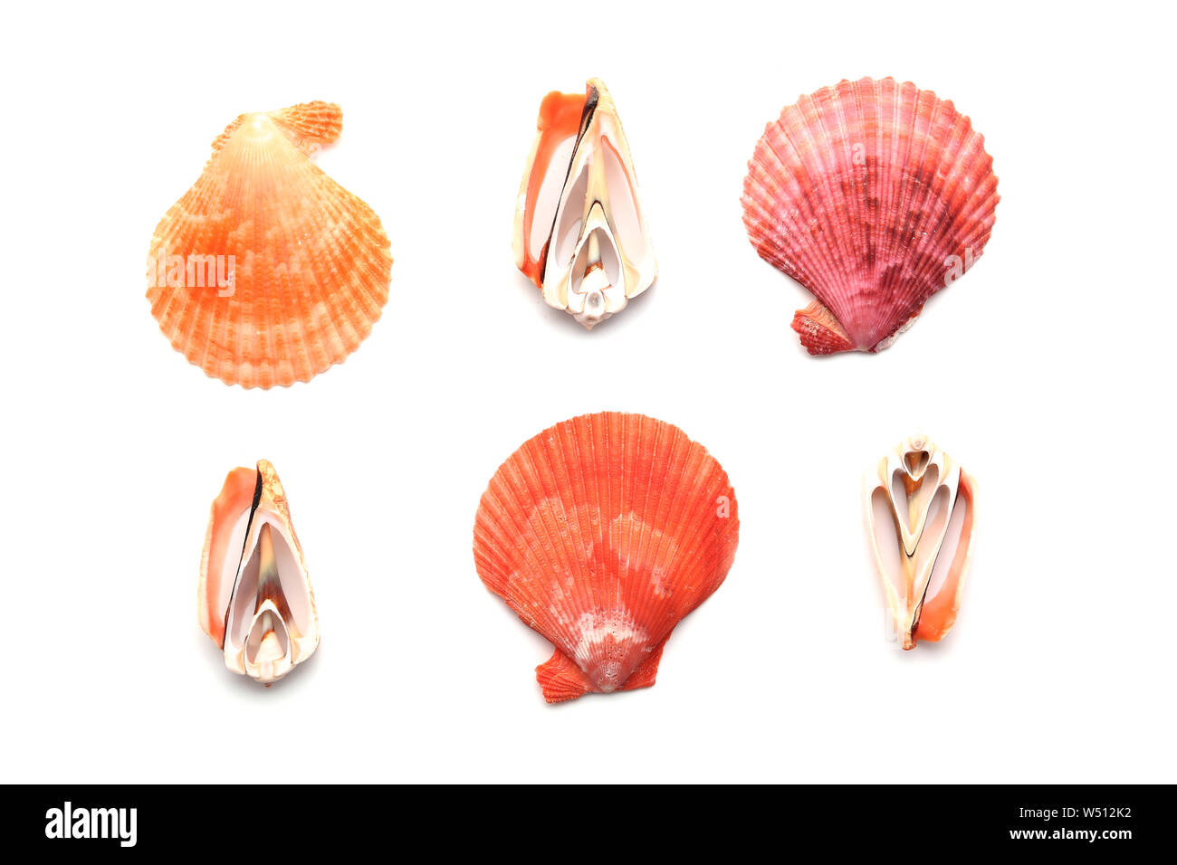 Beautiful sea shells on white background Stock Photo - Alamy