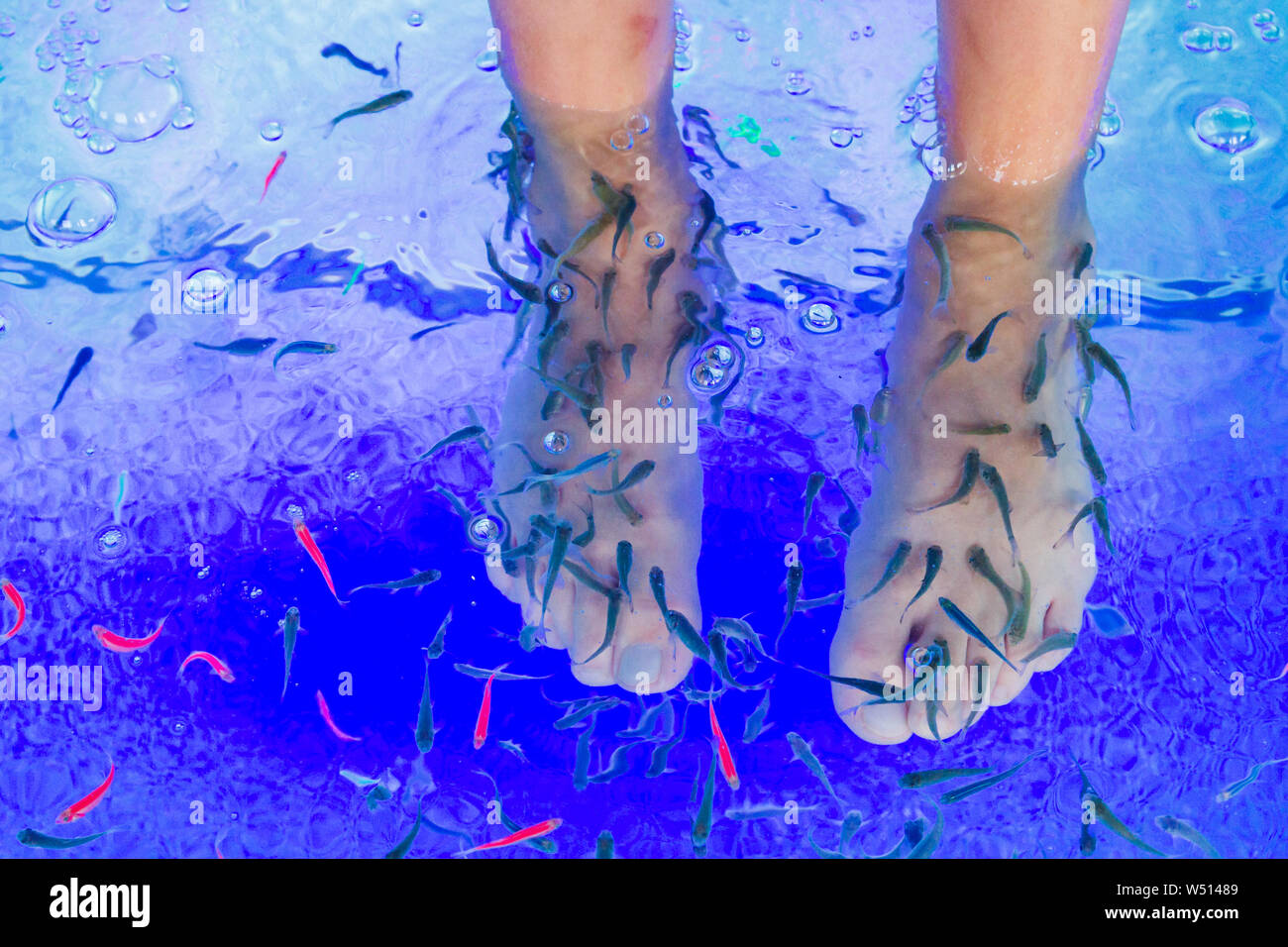 Fish Garra rufa in the aquarium treated feet Stock Photo - Alamy