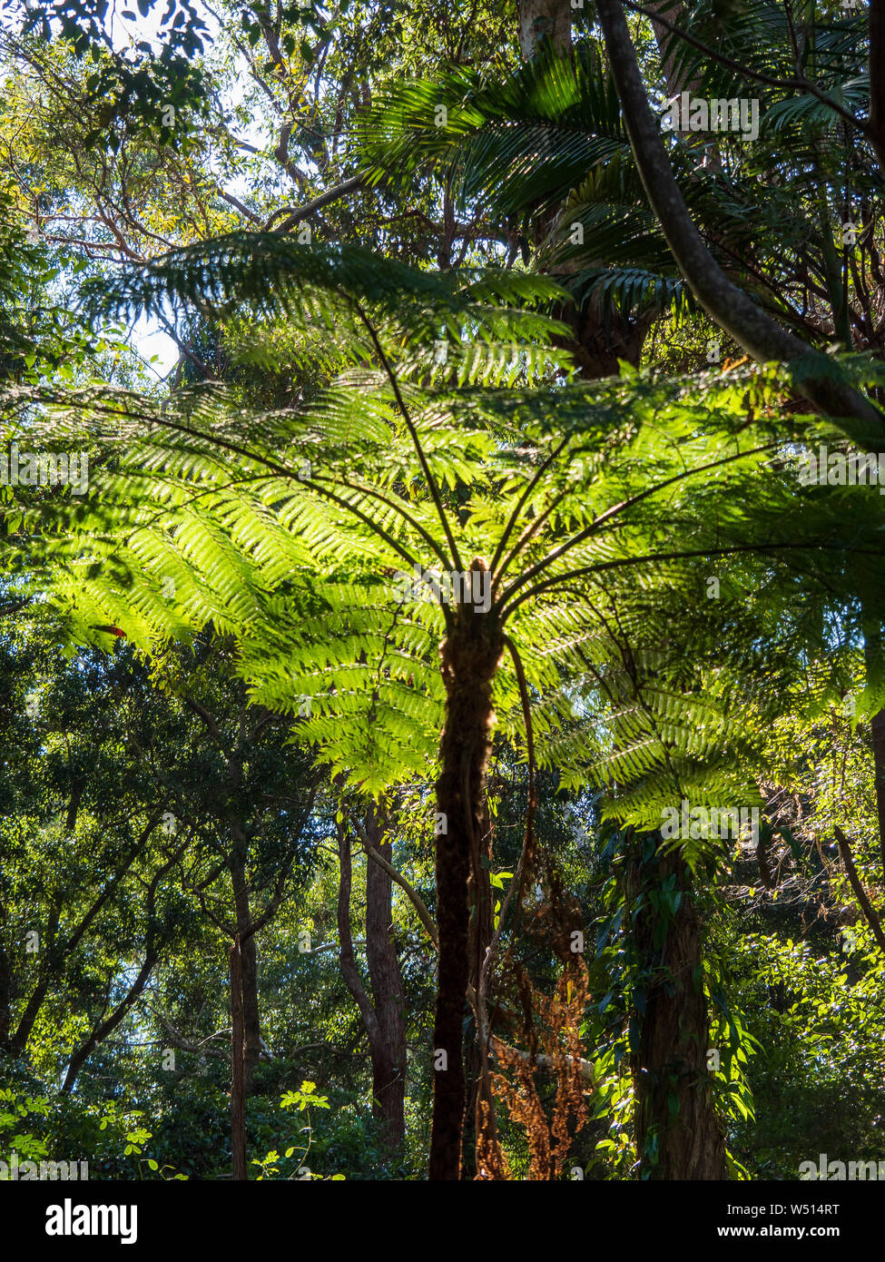 Tree fern in the rays of filtered sunlight Stock Photo