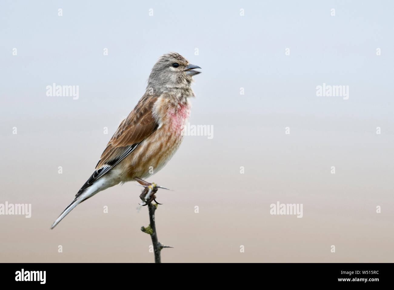 Common Linnet / Bluthänfling ( Carduelis cannabina ), male bird in breeding dress, perched on top of a dry thorny twig, singing, courting, wildlife, E Stock Photo
