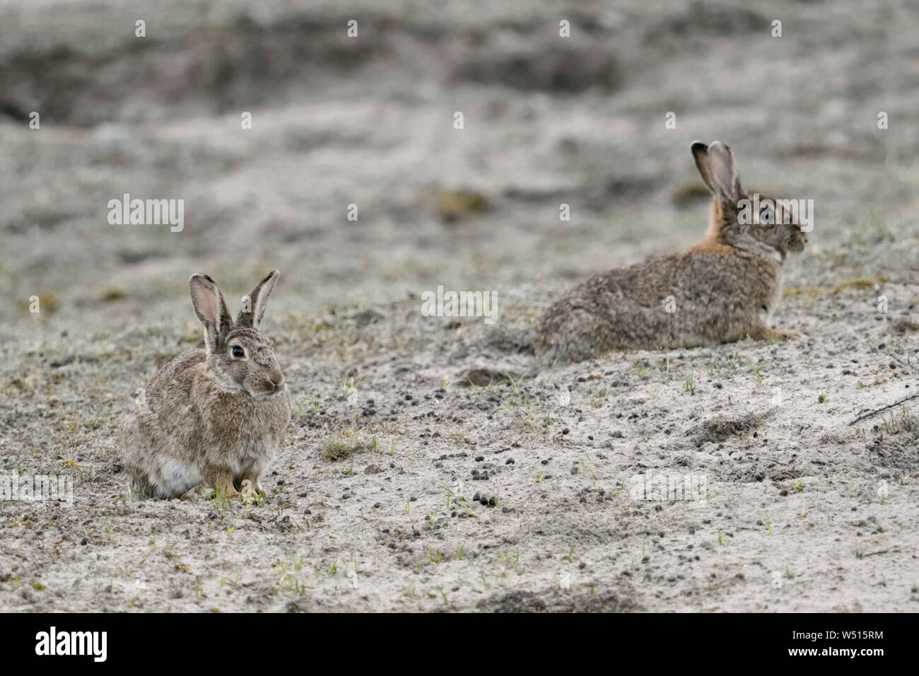 European Rabbits / Wildkaninchen ( Oryctolagus cuniculus ) resting over day in front of their burrows, typical situation and behavior, wildlife, Europ Stock Photo