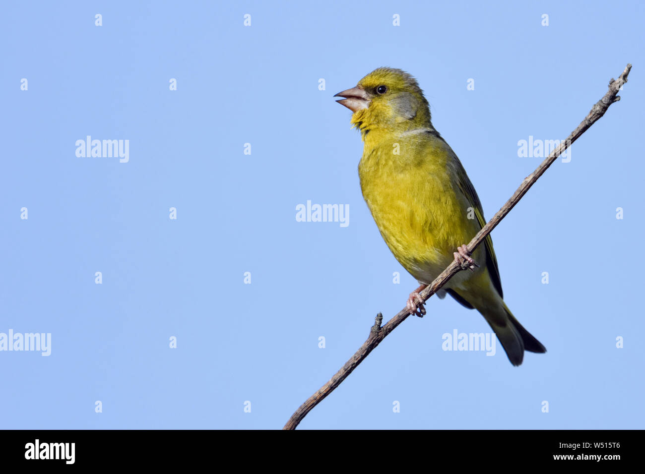 European Greenfinch / Grünfink ( Carduelis chloris ), male bird in breeding dress, perched on top of a  bush, singing, blue sky, wildlife, Europe. Stock Photo