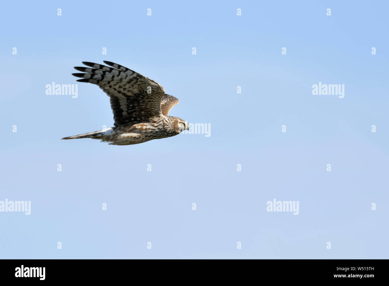 Hen Harrier / Kornweihe  ( Circus cyaneus ), adult female in flight, close by, detailed side view, blue sky, wildlife, Europe. Stock Photo