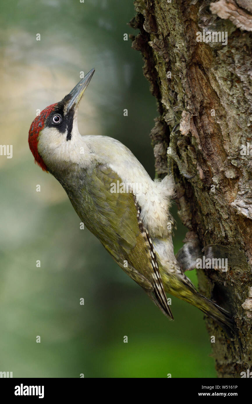 Green Woodpecker / Grünspecht ( Picus viridis ), perched on a tree trunk, clinging, in typical pose, Europe. Stock Photo