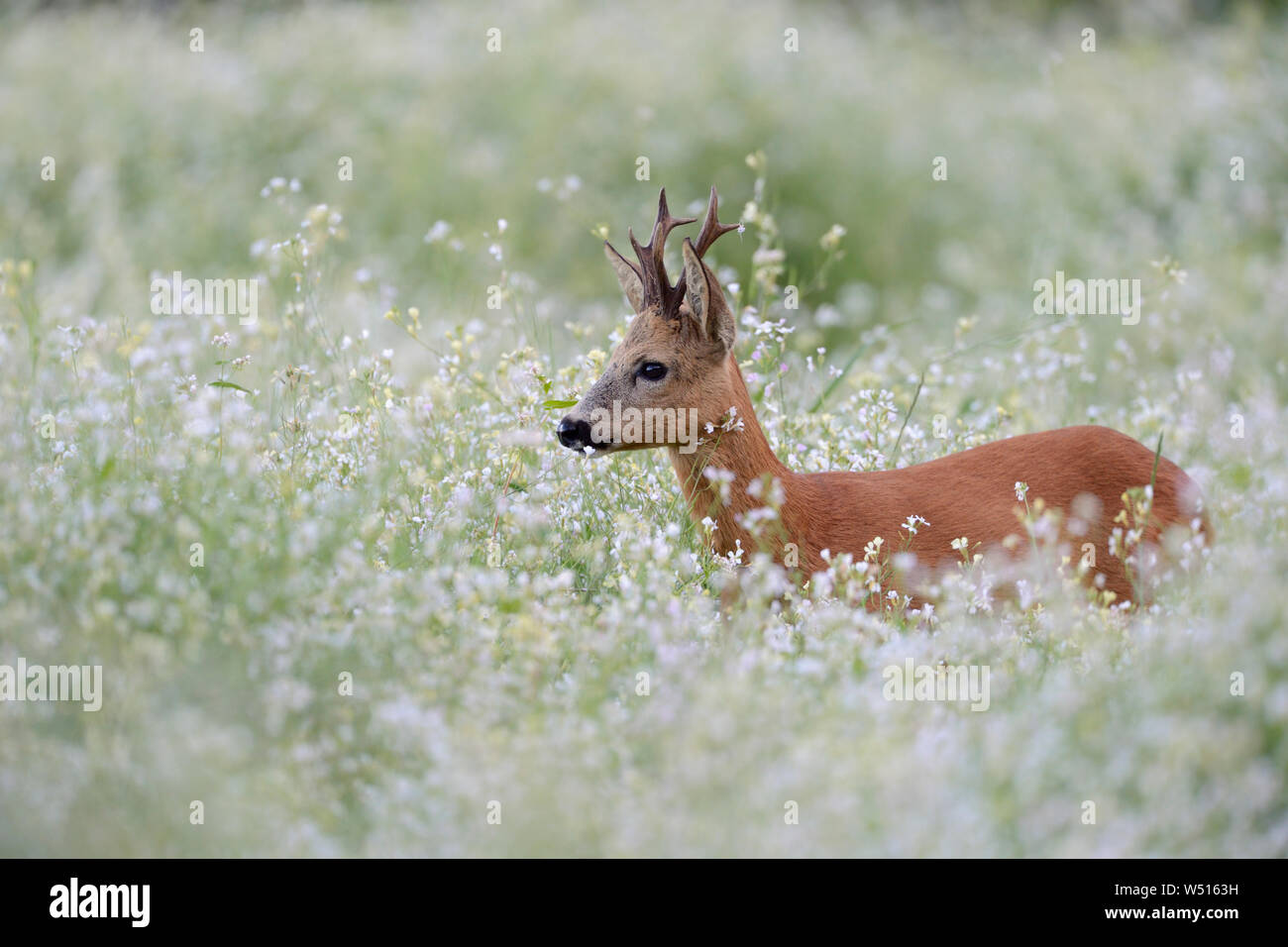 Roe Deer / Reh ( Capreolus capreolus ), strong buck with nice antlers, standing, hiding in a flowering springlike meadow, a sea of blossoms, Stock Photo