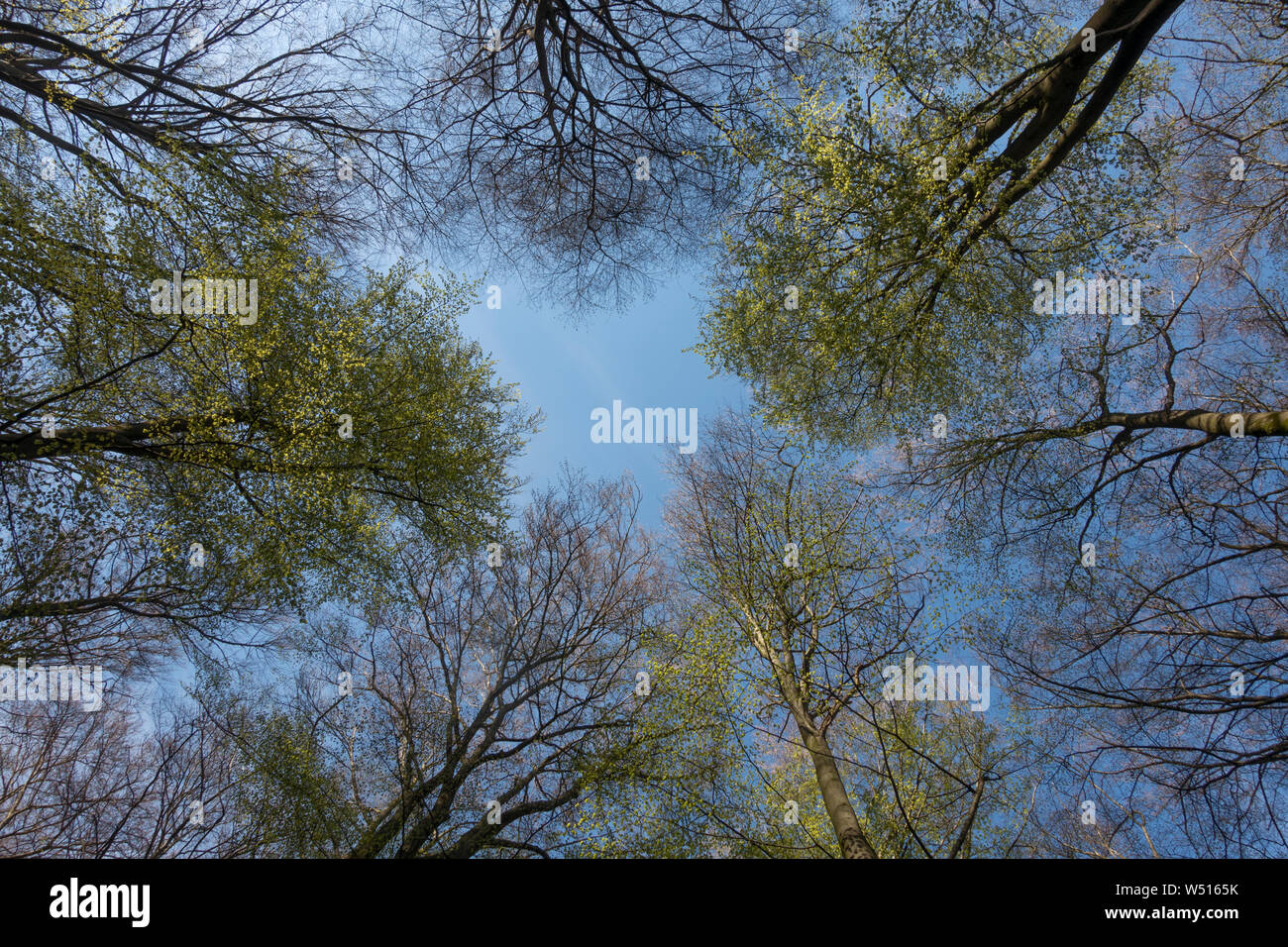 Tree tops in Spring, a look in the blue sky, Beech trees in spring, Germany, Europe. Stock Photo