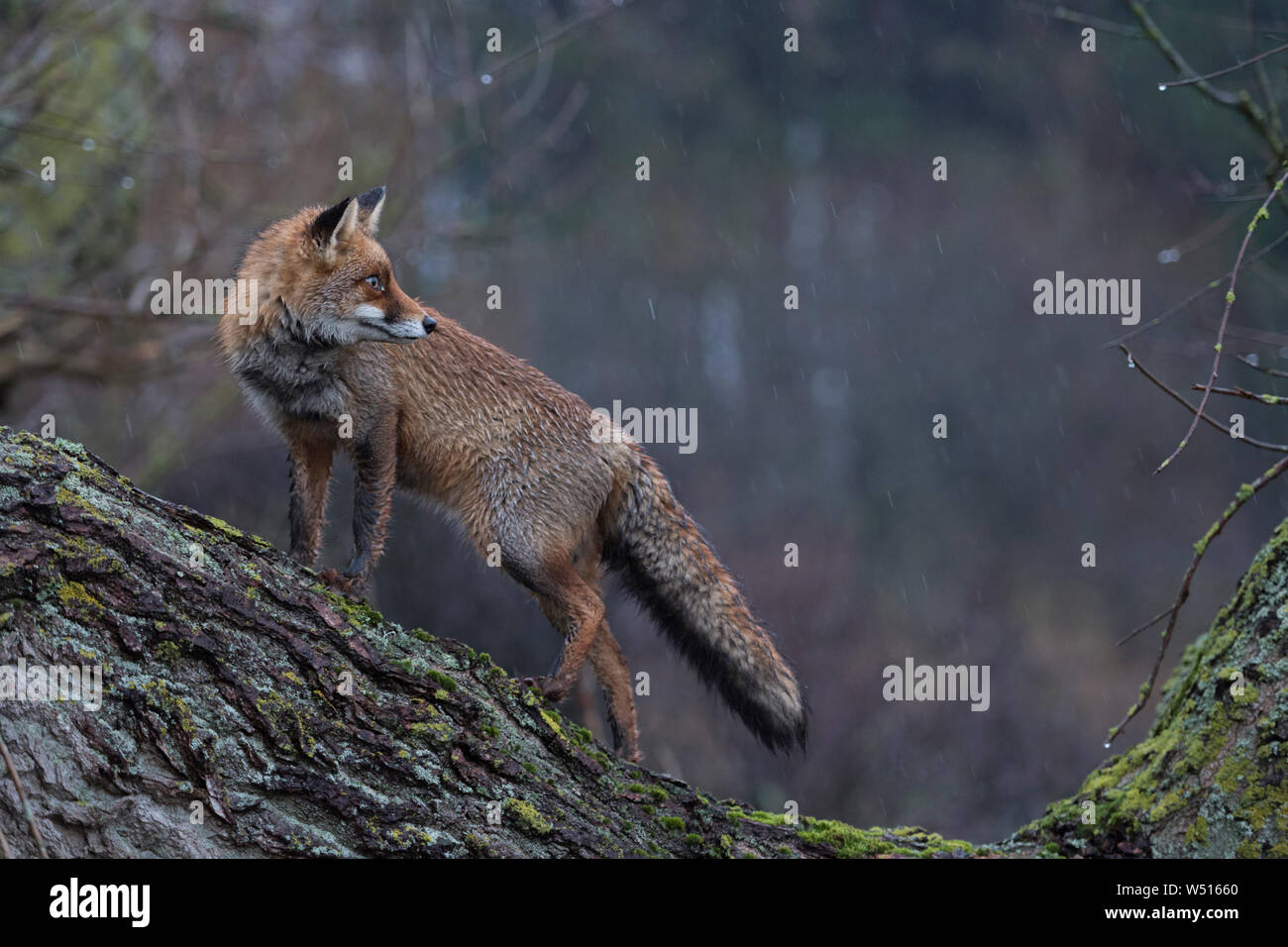 Red Fox / Rotfuchs ( Vulpes vulpes ) adult, wet winterfur, climbed on a tree, standing, looks back, on a rainy day, at dawn, side view, wildlife, Euro Stock Photo