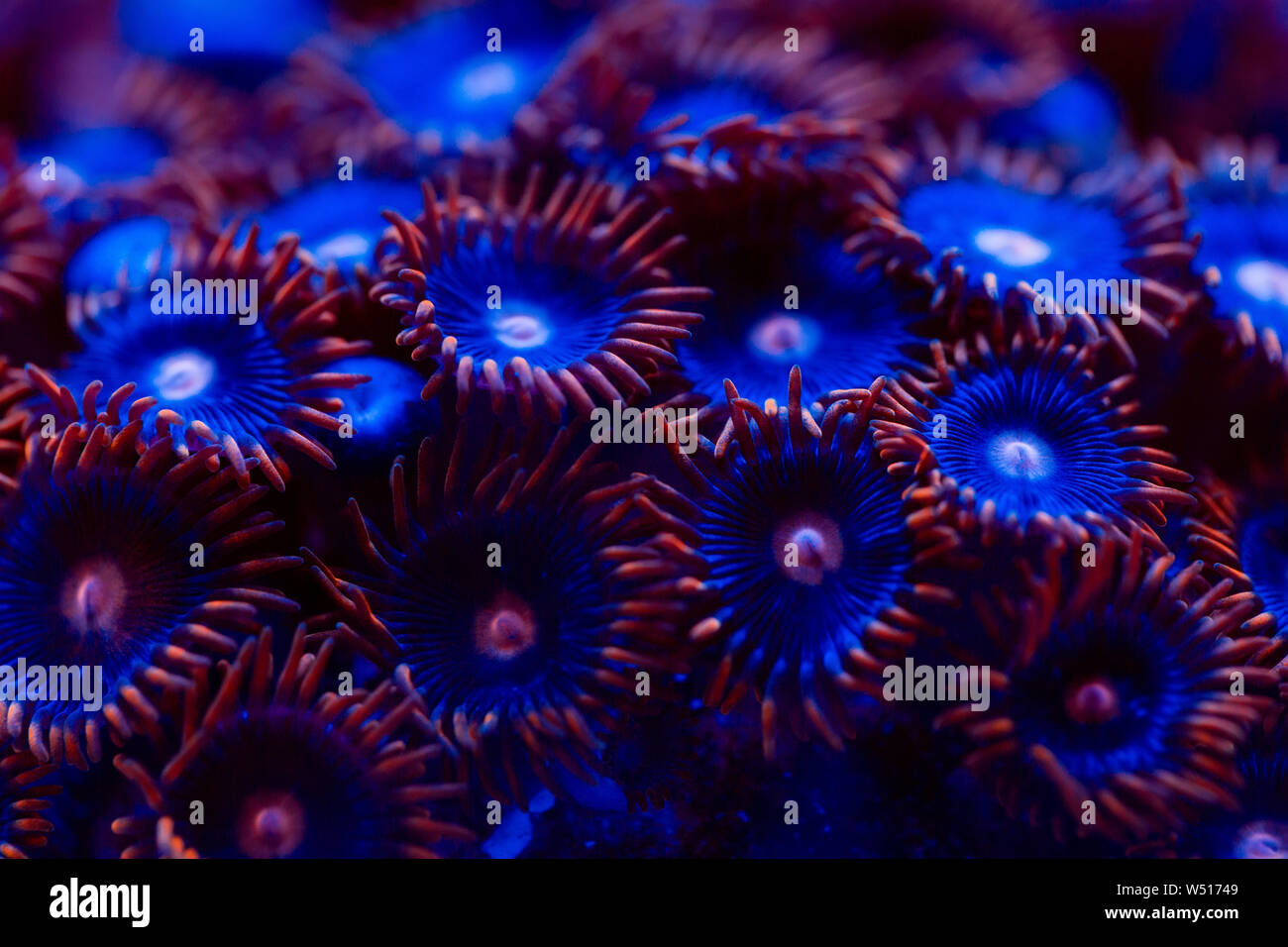 Beautiful and colorful corals in a marine aquarium. Stock Photo