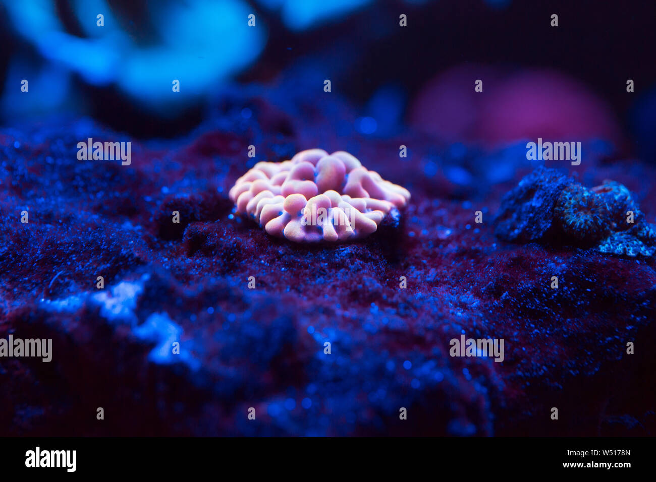 Beautiful and colorful corals in a marine aquarium. Stock Photo