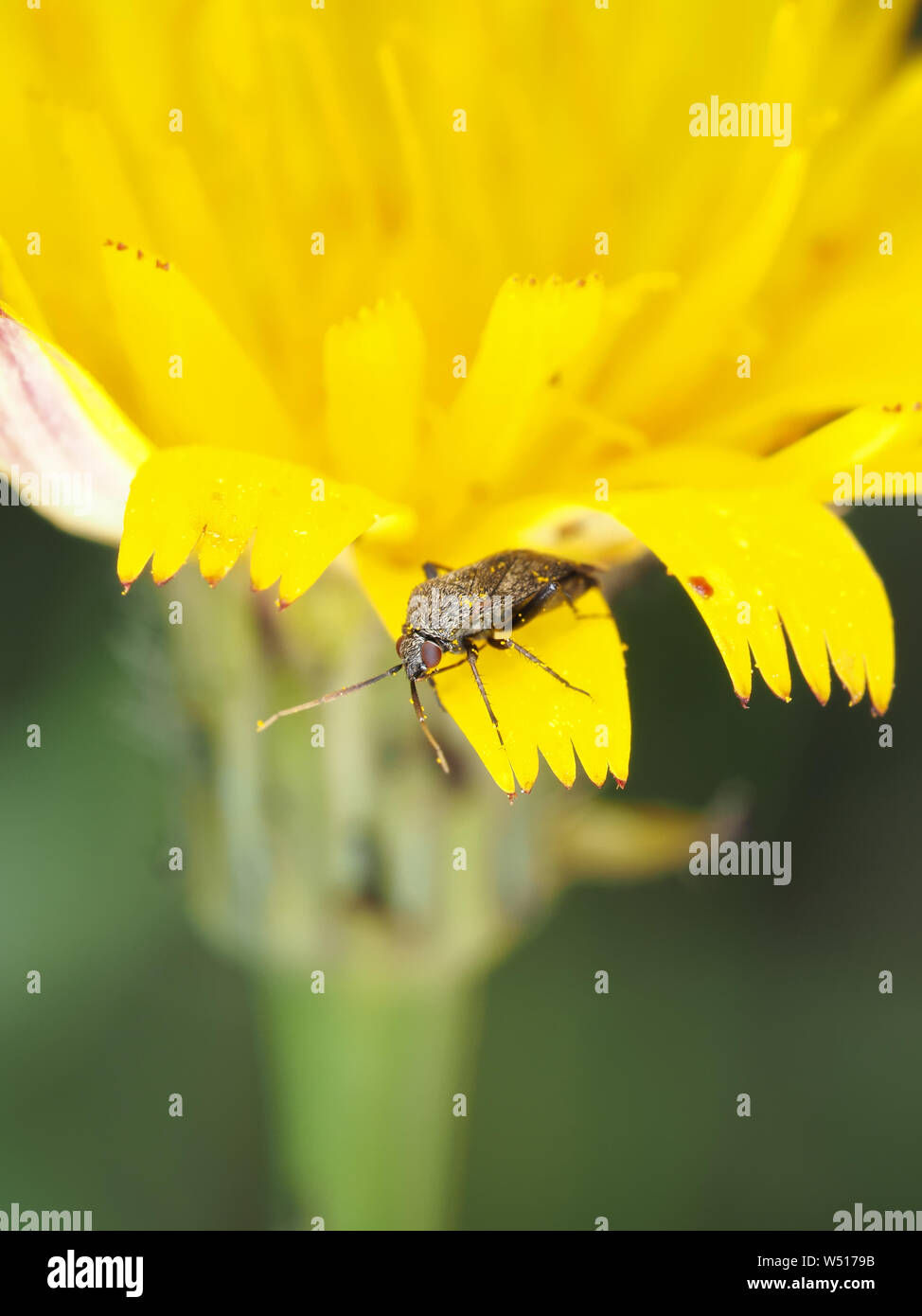 Tiny Miridae bug on a dandelion Stock Photo