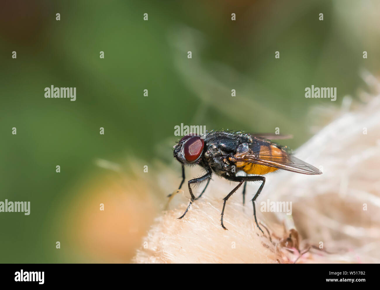 Male Musca autumnalis (Face fly, Autumn fly, Autumn housefly, Autumn house fly) near cattle in Summer in West Sussex, England, UK. Stock Photo