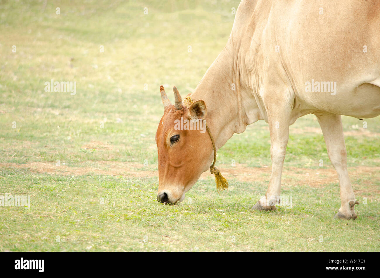 Brown cow grazing in the fields Stock Photo - Alamy