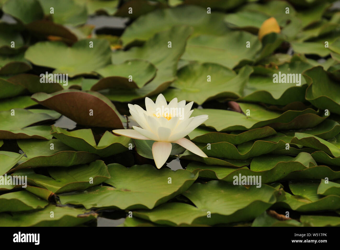 Beautiful white flower of water lily Stock Photo Alamy