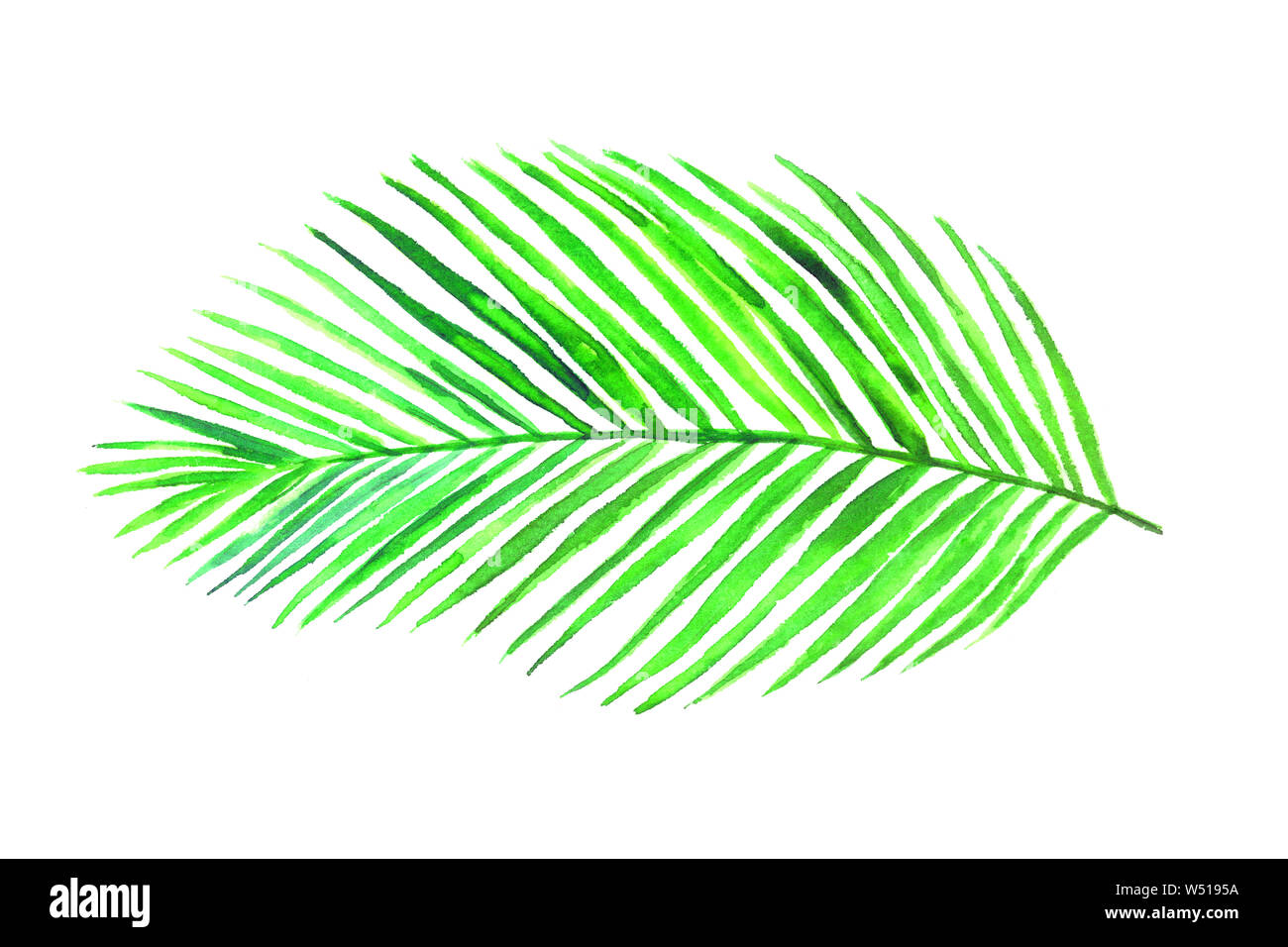 Areca Palm leaf top view isolated on white hand painted watercolor illustration, design element for card, invitation, pattern Stock Photo