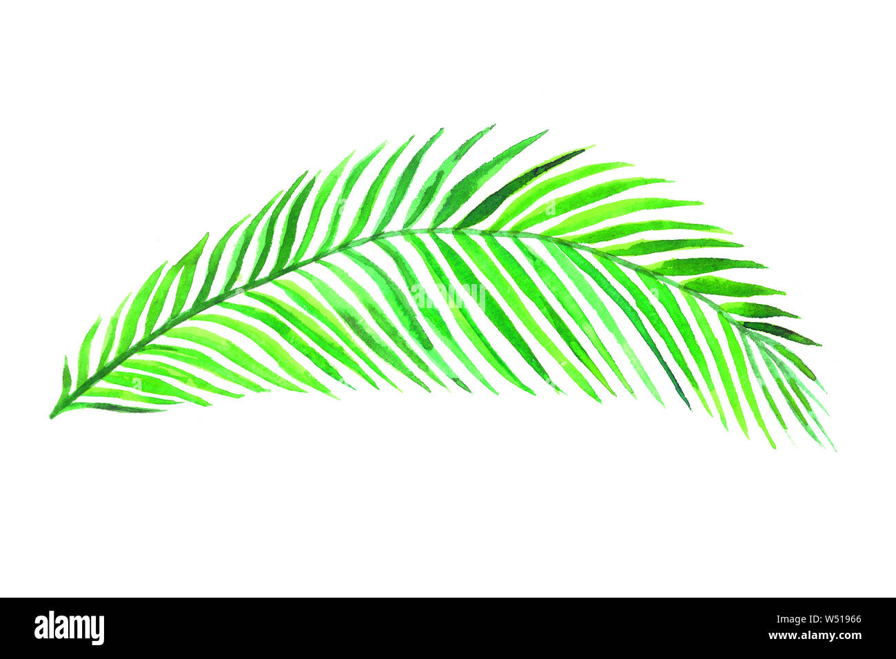 Areca Palm leaf isolated on white hand painted watercolor illustration, design element for card, invitation, pattern Stock Photo
