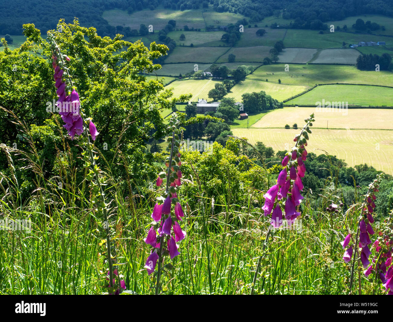 Foxglove in hedgerow hi-res stock photography and images - Alamy