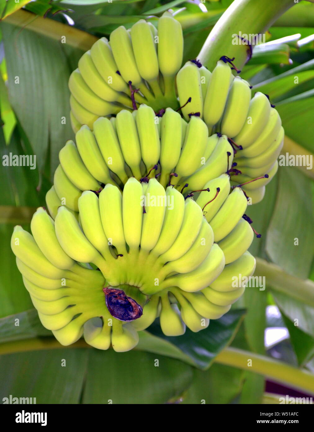 Unripe bananas growing on a banana tree in Bangkok, Thailand, Asia
