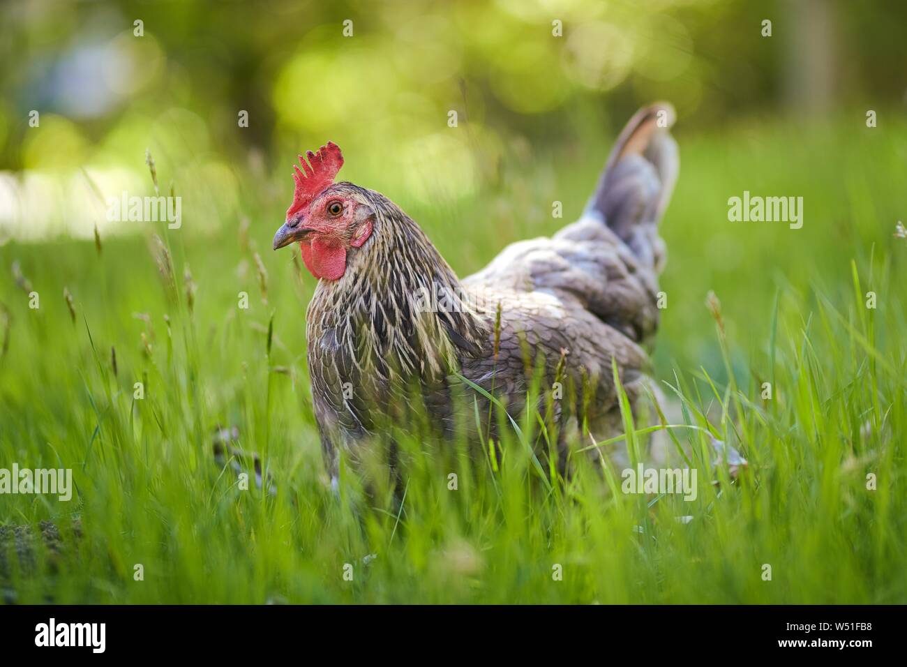 Free-running grey Domestic Chicken (Gallus gallus domesticus), greener, female, meadow, Austria Stock Photo
