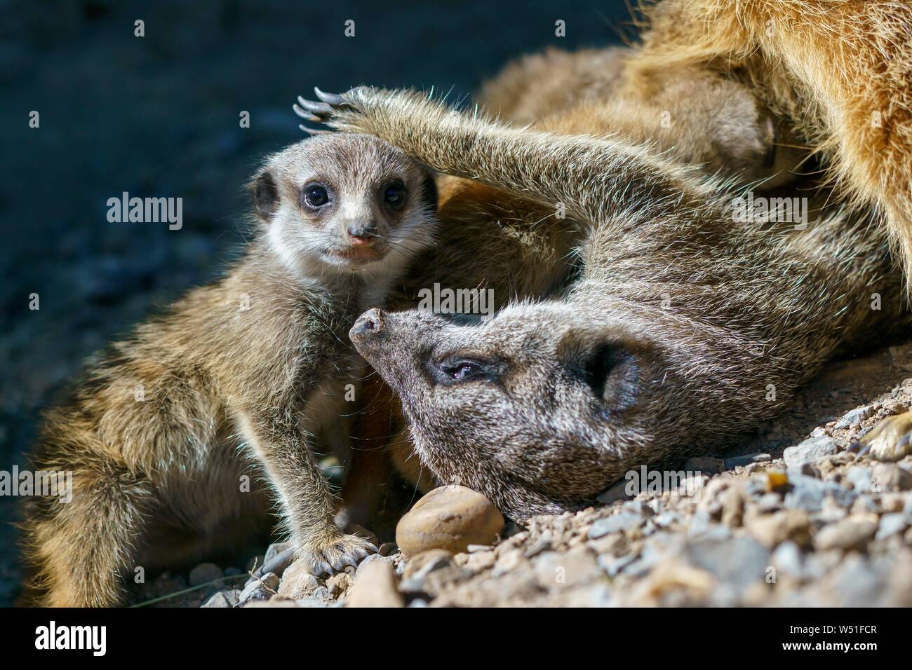 Meerkats (Suricata suricatta), young animals playing, Germany Stock Photo