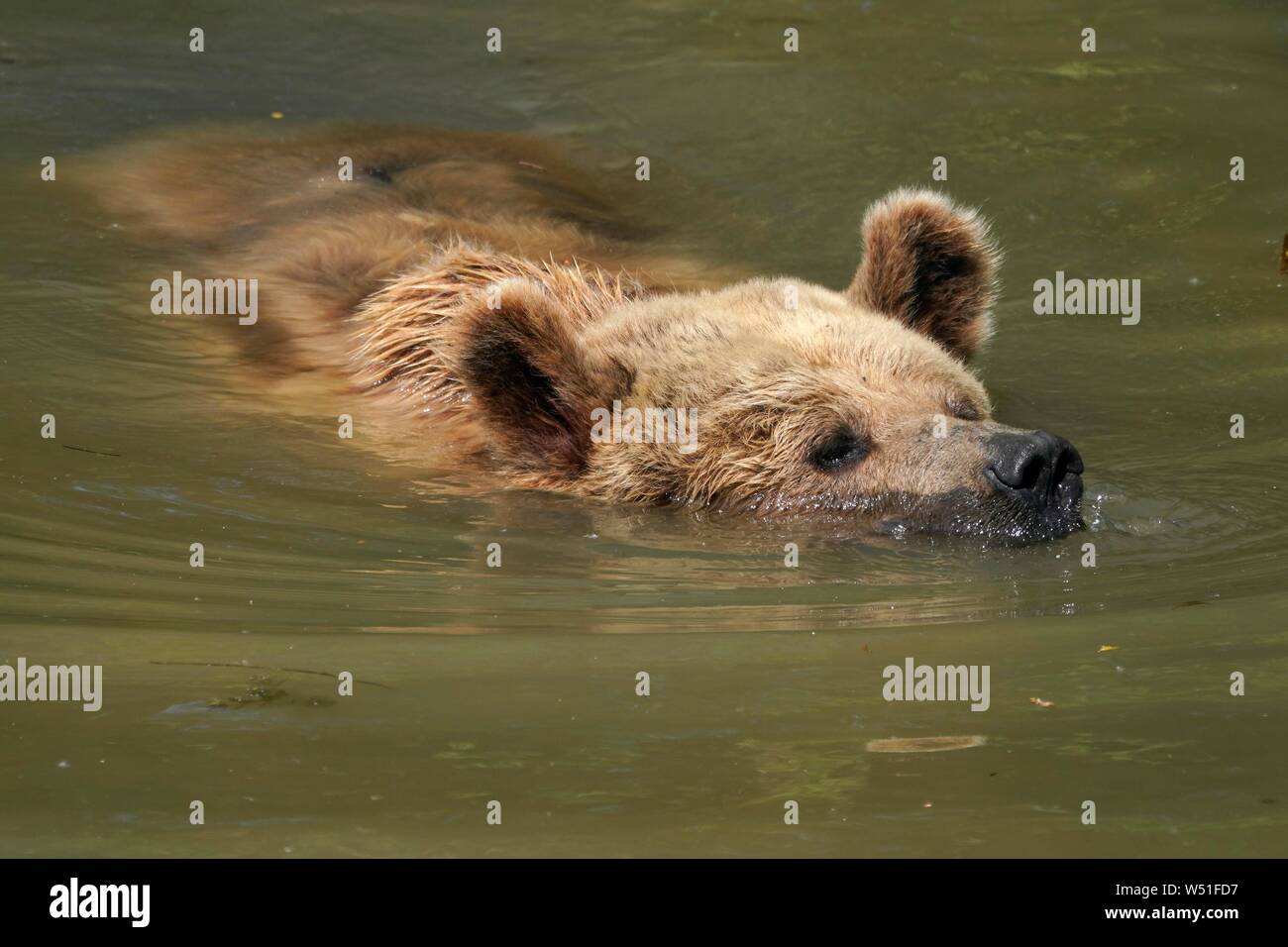 Brown bear ursus arctos bathes in pond hi-res stock photography and ...