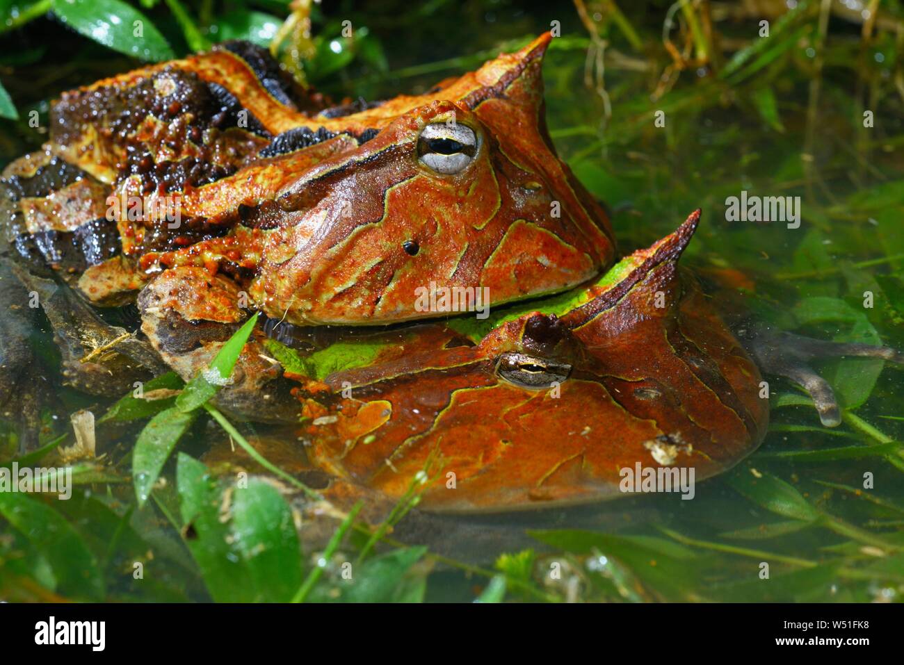 Amazonian horned frogs (Ceratophrys cornuta), pair mating in water, French Guiana Stock Photo