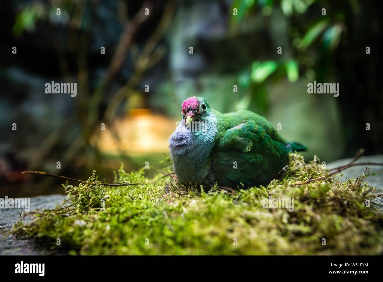 Breeding Beautiful Fruit Dove (Ptilinopus pulchellus) on the nest, occurrence Southeast Asia, captive, Germany Stock Photo