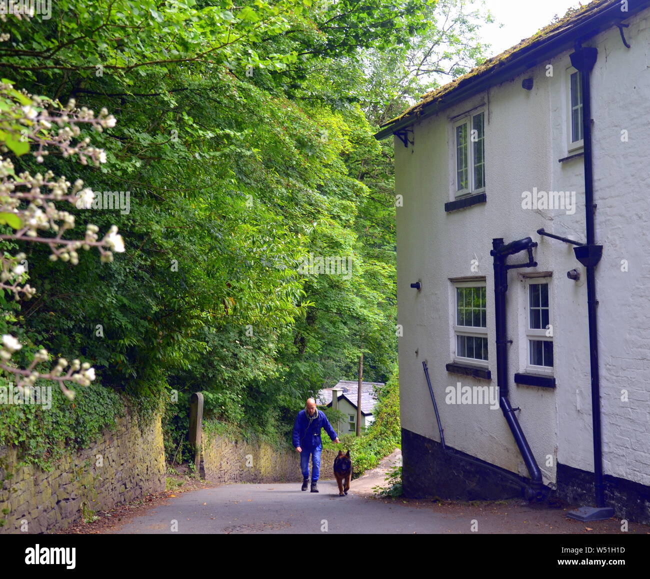 A man walking a dog in a lane near Marple, Stockport, uk on a Spring day Stock Photo