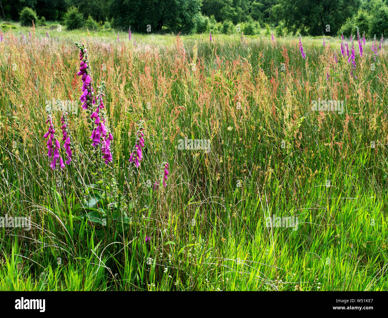 Foxgloves in bloom in a meadow below Brimham Rocks Nidderdale North Yorkshire England Stock Photo