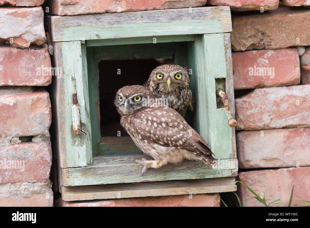 Little owl in the Danube Delta Romania Stock Photo