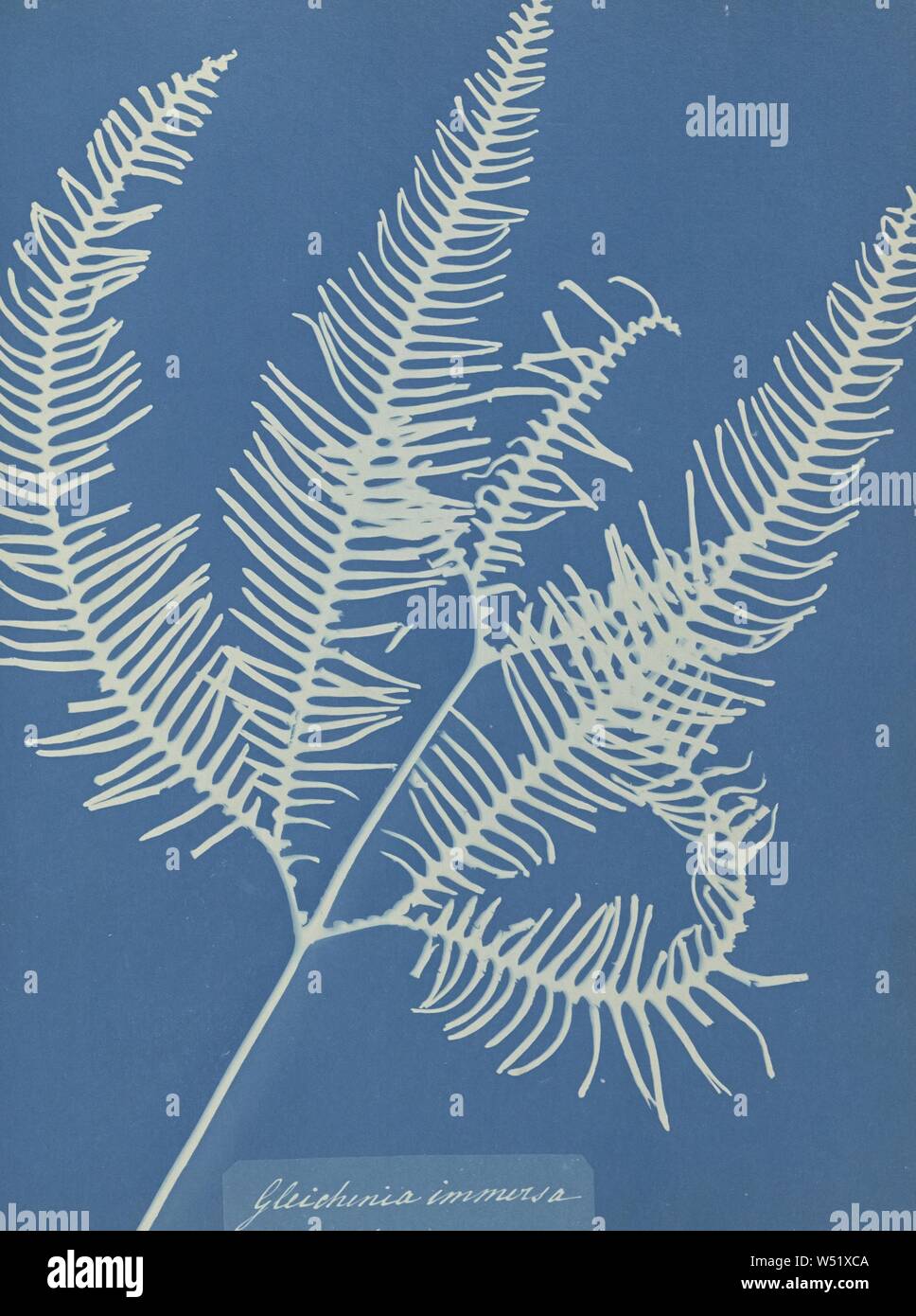 Gleichenia immersa, Jamaica, Anna Atkins (British, 1799 - 1871), and Anne Dixon (British, 1799 - 1877), England, 1853, Cyanotype, 25.4 × 19.4 cm (10 × 7 5/8 in Stock Photo
