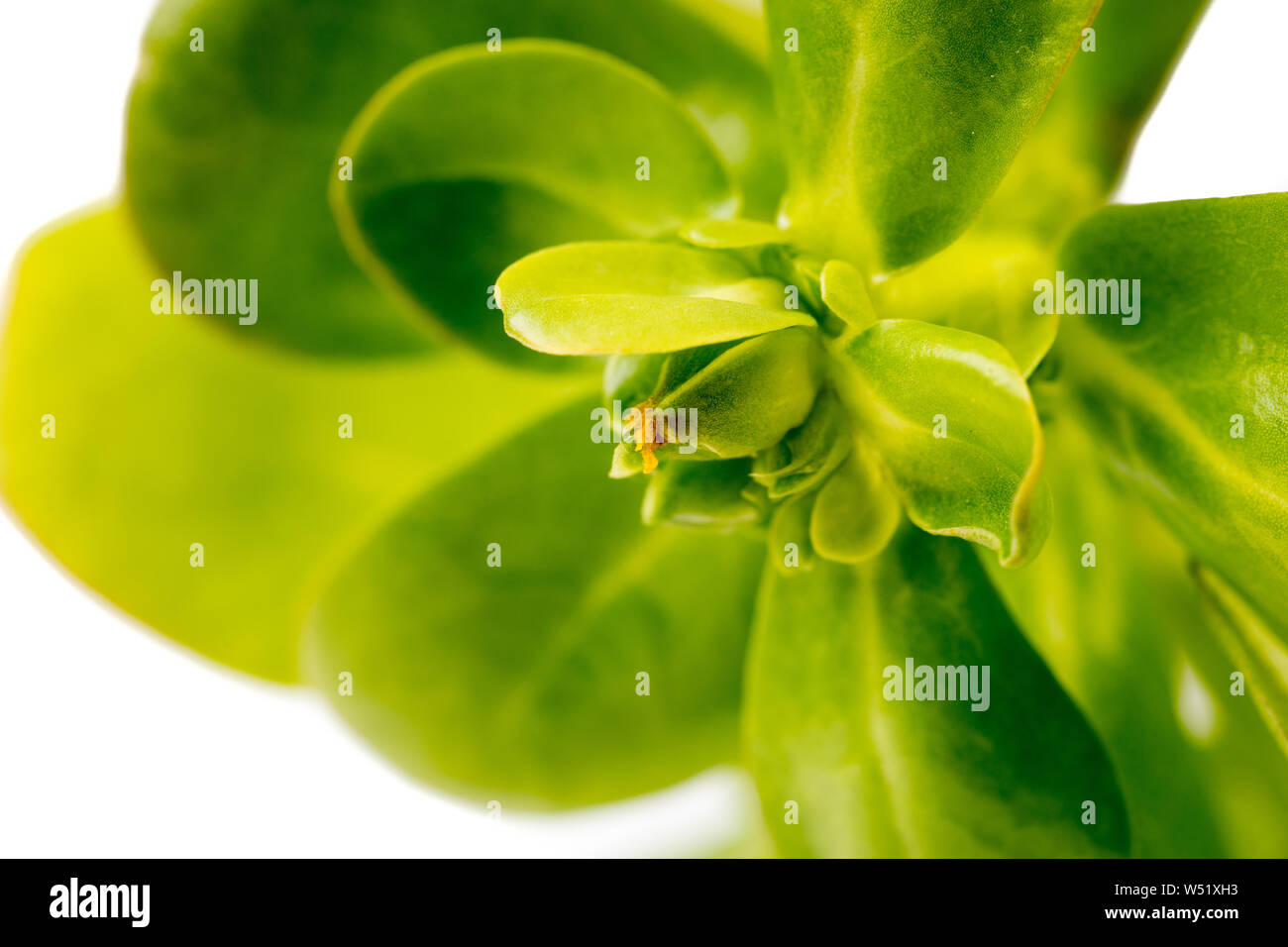 Organic healthy Green Purslane isolated on white background Stock Photo