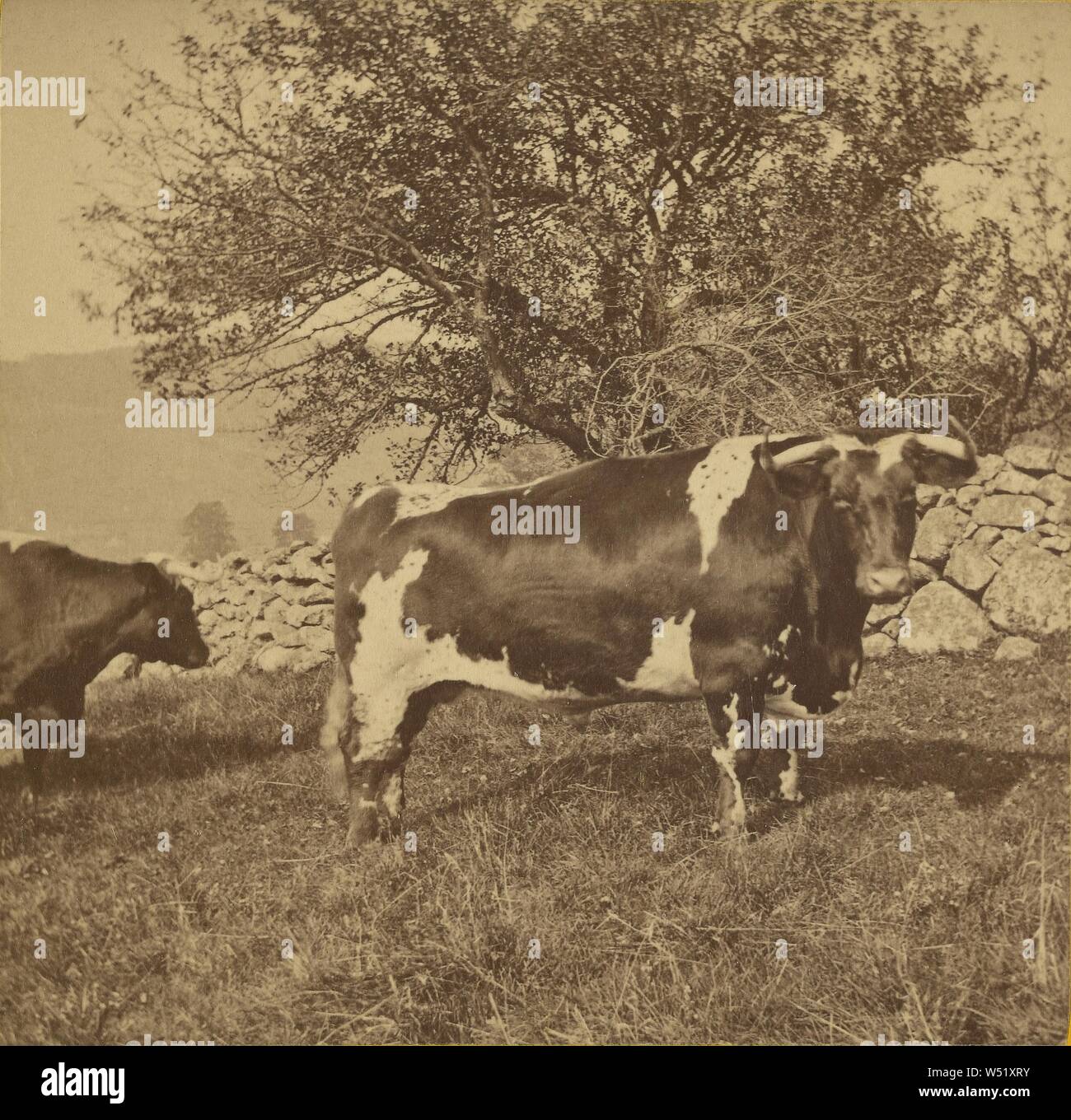 Cows at Lake Mahopac, N.Y., Louis Alman & Co., about 1870–1880, Albumen silver print Stock Photo