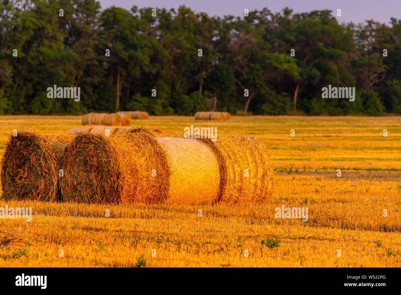 Rolled haystack on agriculture field landscape. Haystack farmland field ...