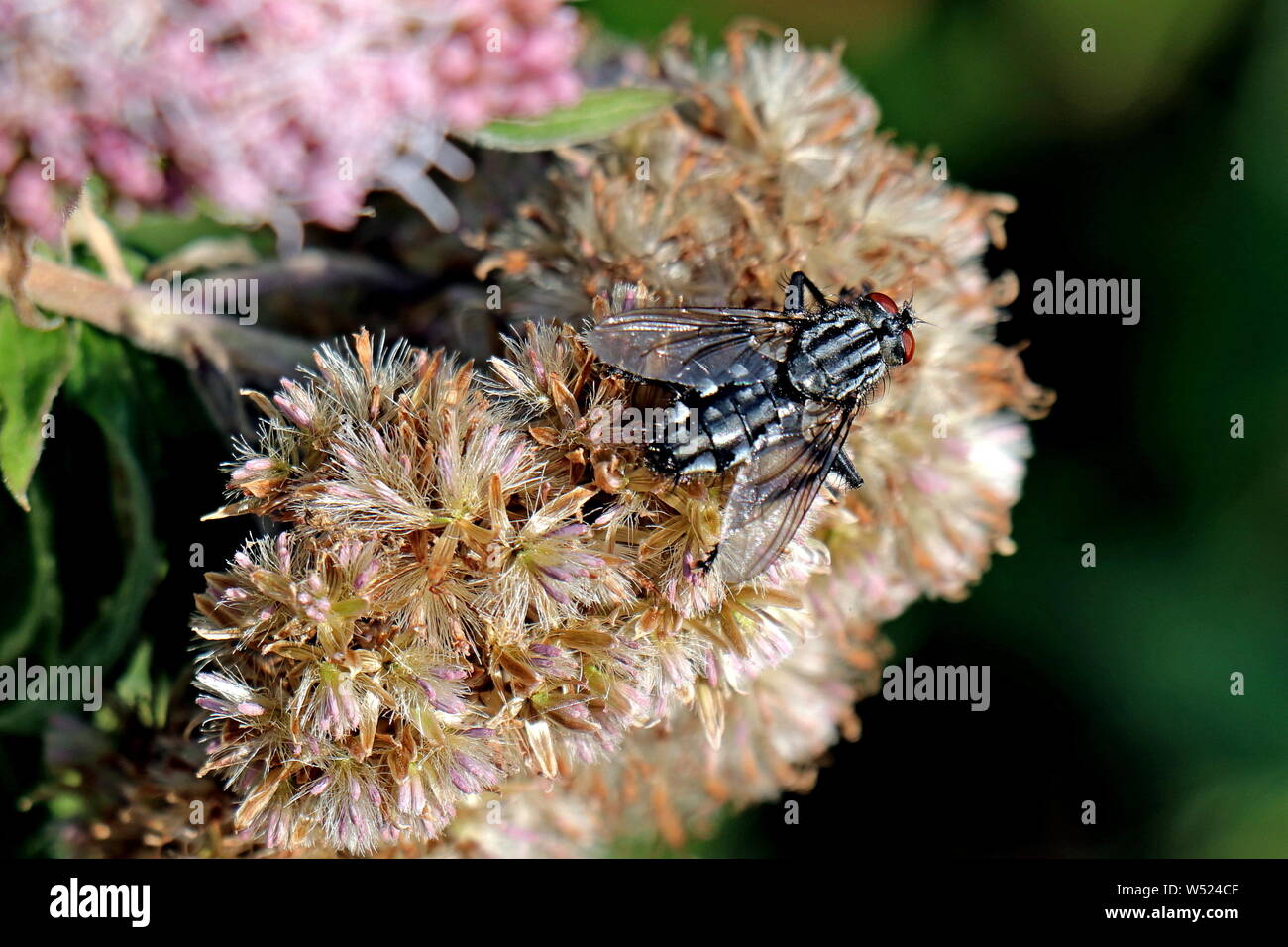 Flesh Fly, Sarcophaga carnaria, commonly known as flesh flies. They deposit hatched or hatching maggots on decaying material or open wounds of mammals Stock Photo
