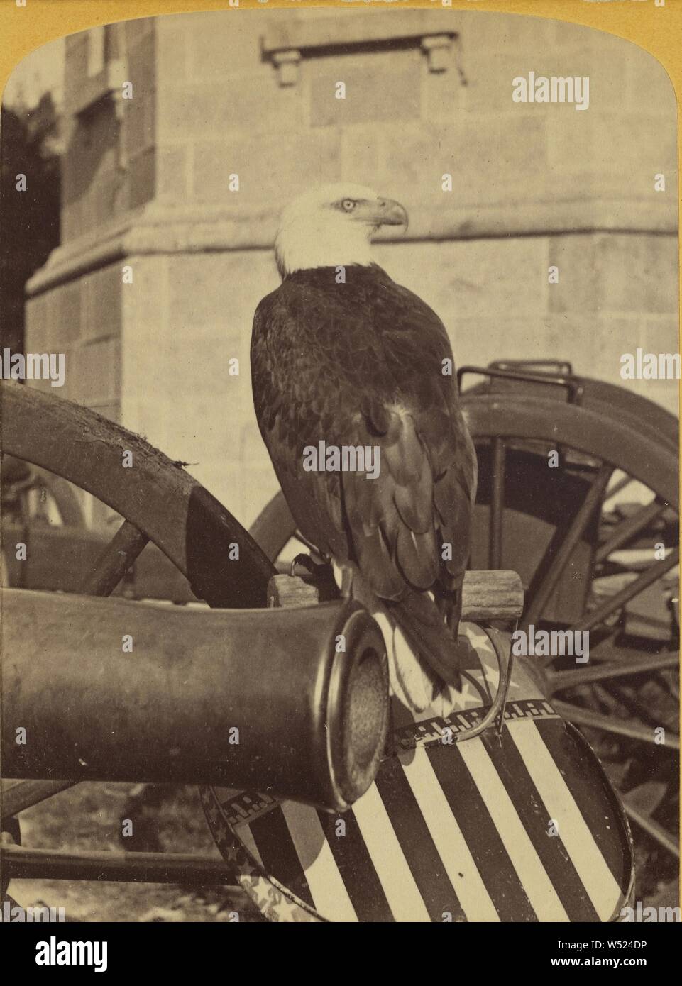 the live war eagle of Wisconsin from the Centennial Historic Photos Old Abe
