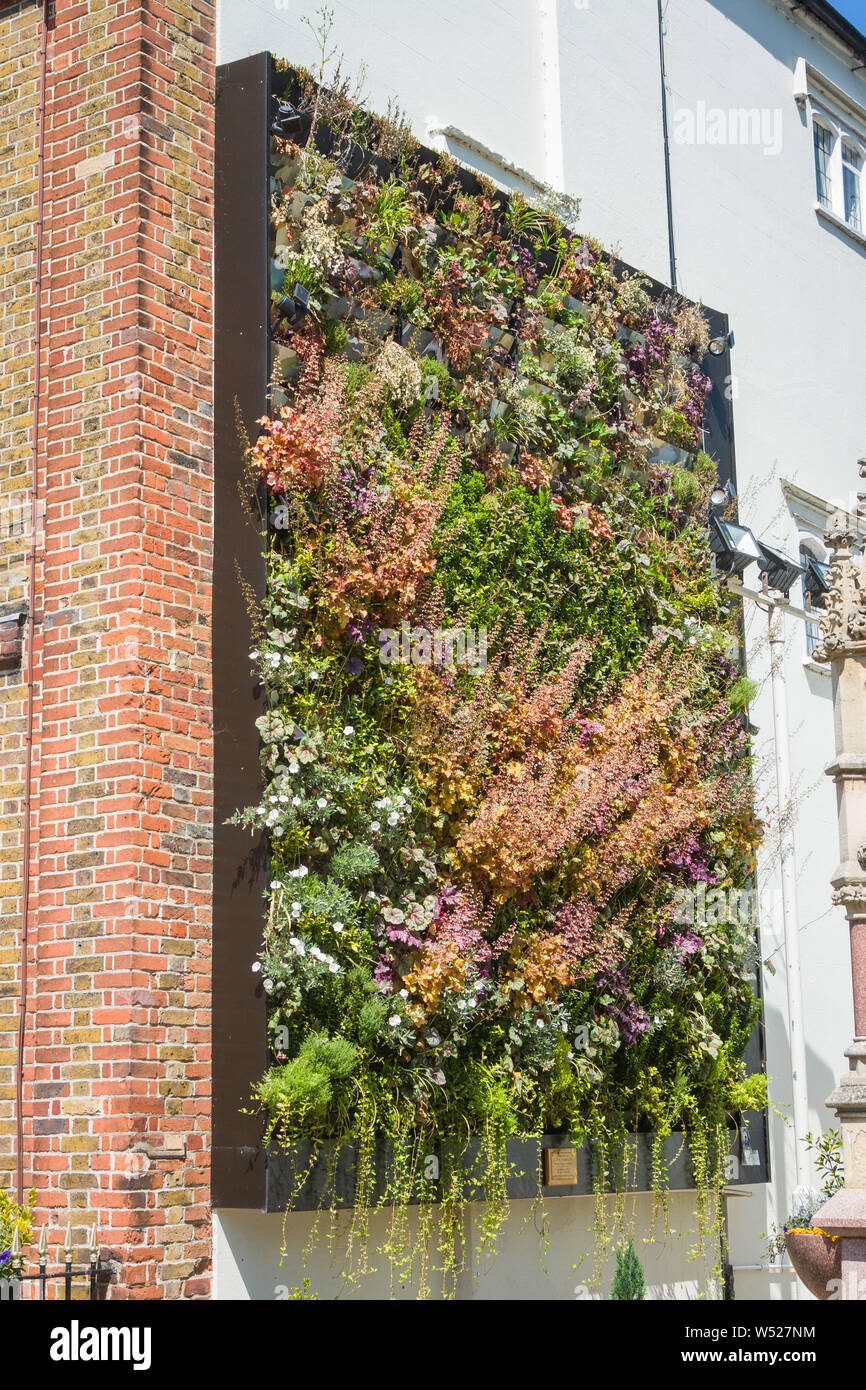 A green living wall on the side of a Georgian house in Henley-on-Thames, Oxfordshire to help clean the air Stock Photo