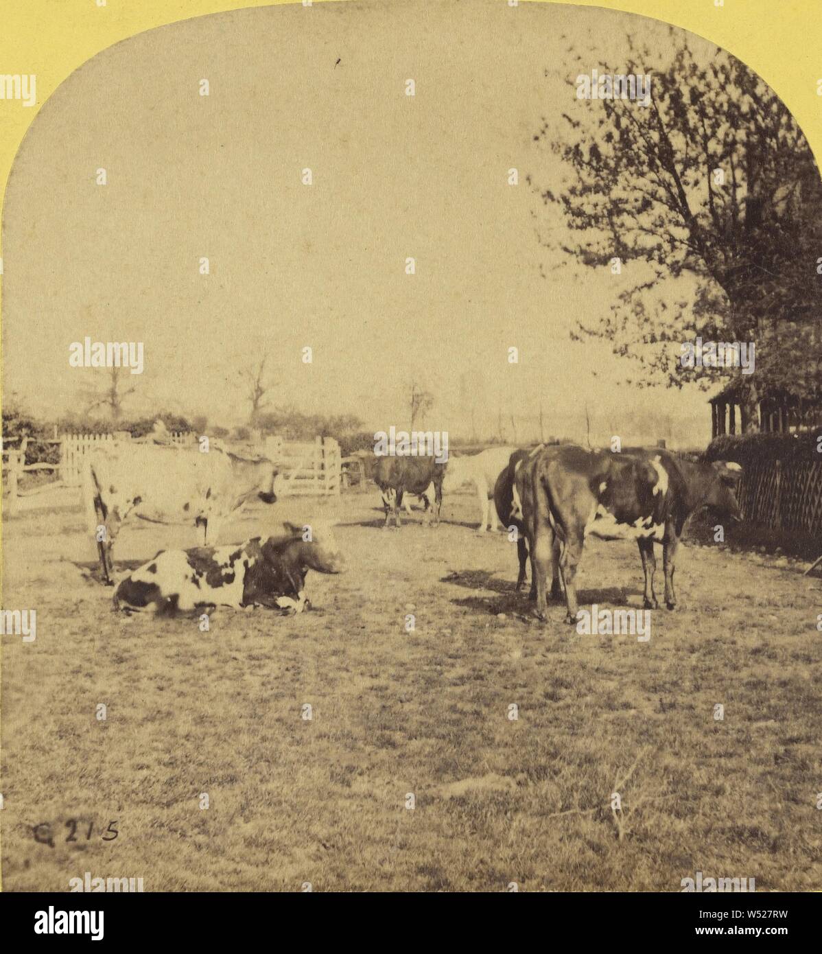 Cows within fenced area, William Grundy (English, 1806 - 1859), 1857–1859, Albumen silver print Stock Photo