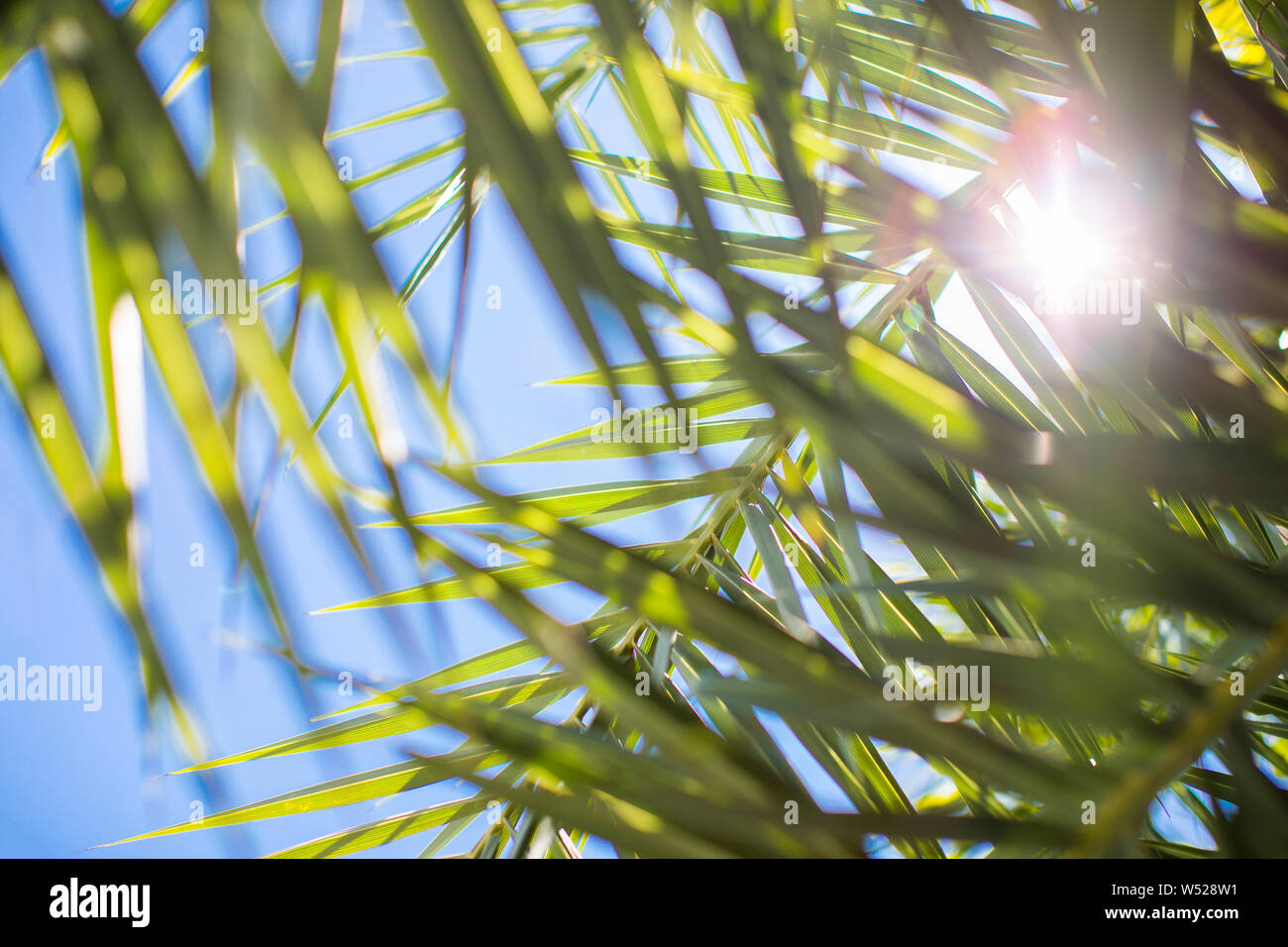 Green palm leaves lens flare hi-res stock photography and images - Alamy