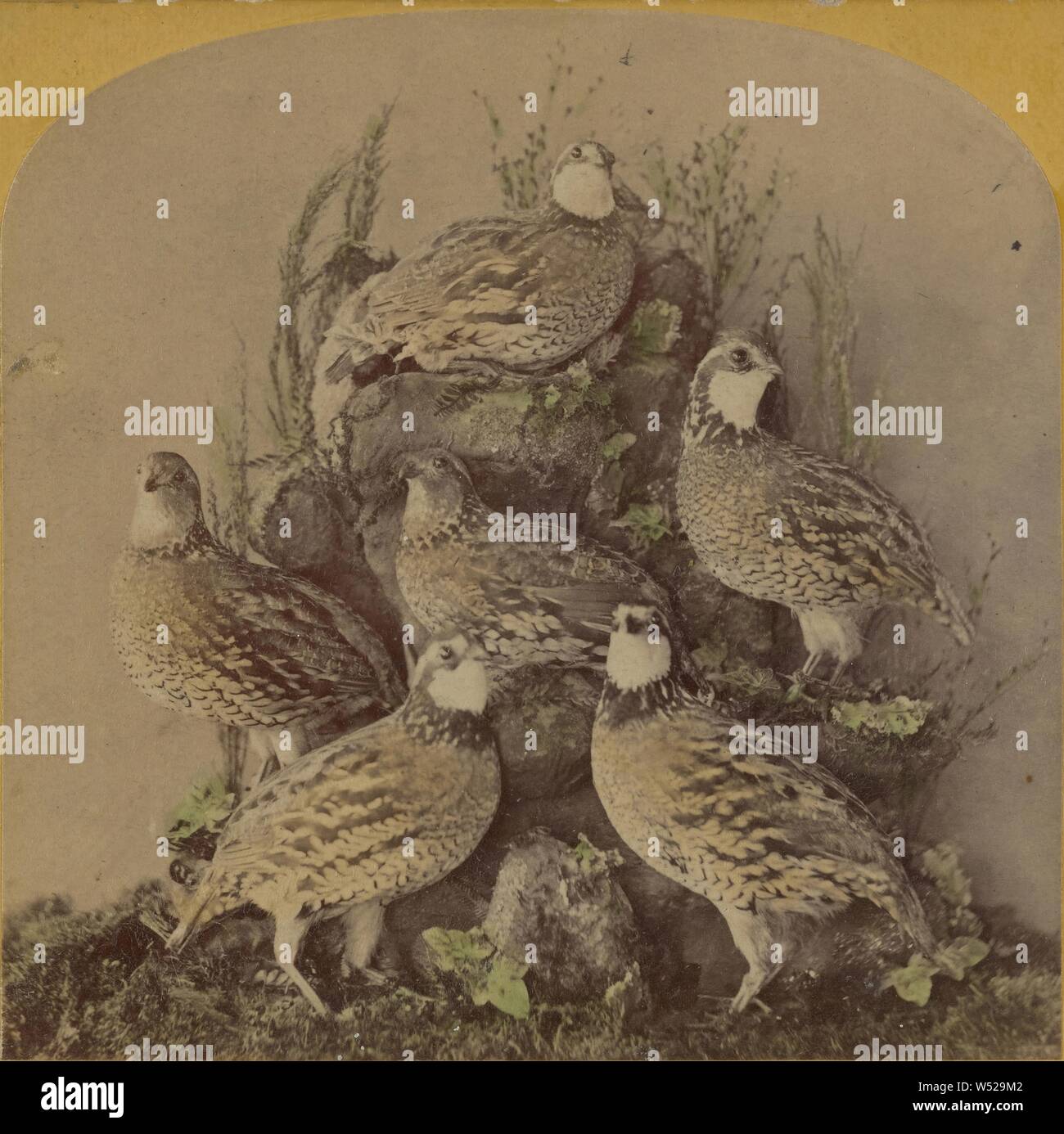 Group of Quails., Benjamin West Kilburn (American, 1827 1909), about