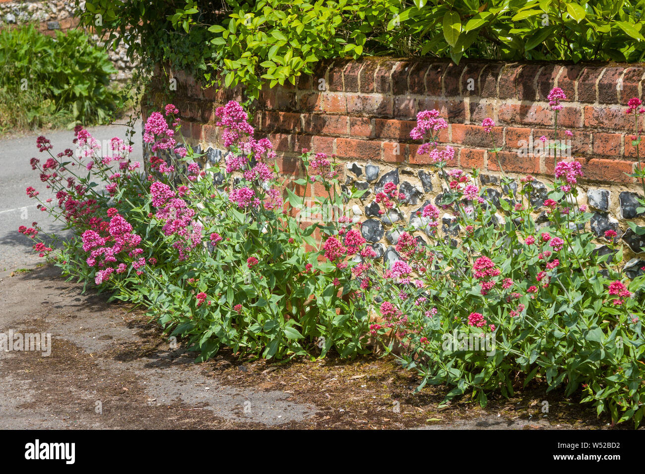 Flowers of Red Valerian or Jupiter's Beard grow wild from the base of a brick and flint wall in the village of South Stoke, Oxfordshire Stock Photo
