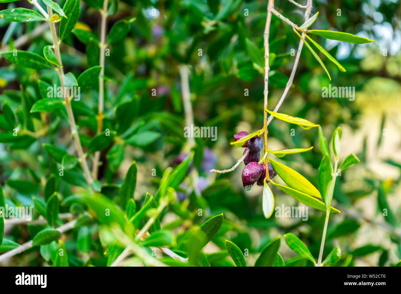 Natural growing olive vegetable on a green olive tree Stock Photo