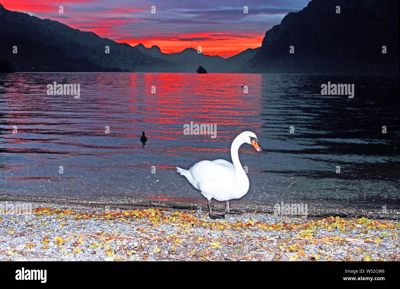weisser Schwan am See mit Abendrot Stock Photo