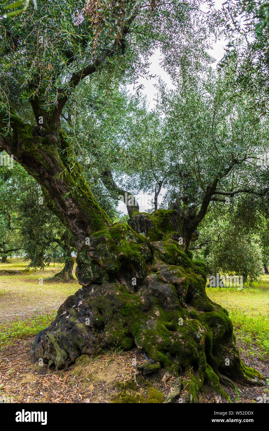 Greece, Zakynthos, Beautiful ancient gnarled moss covered olive tree Stock Photo