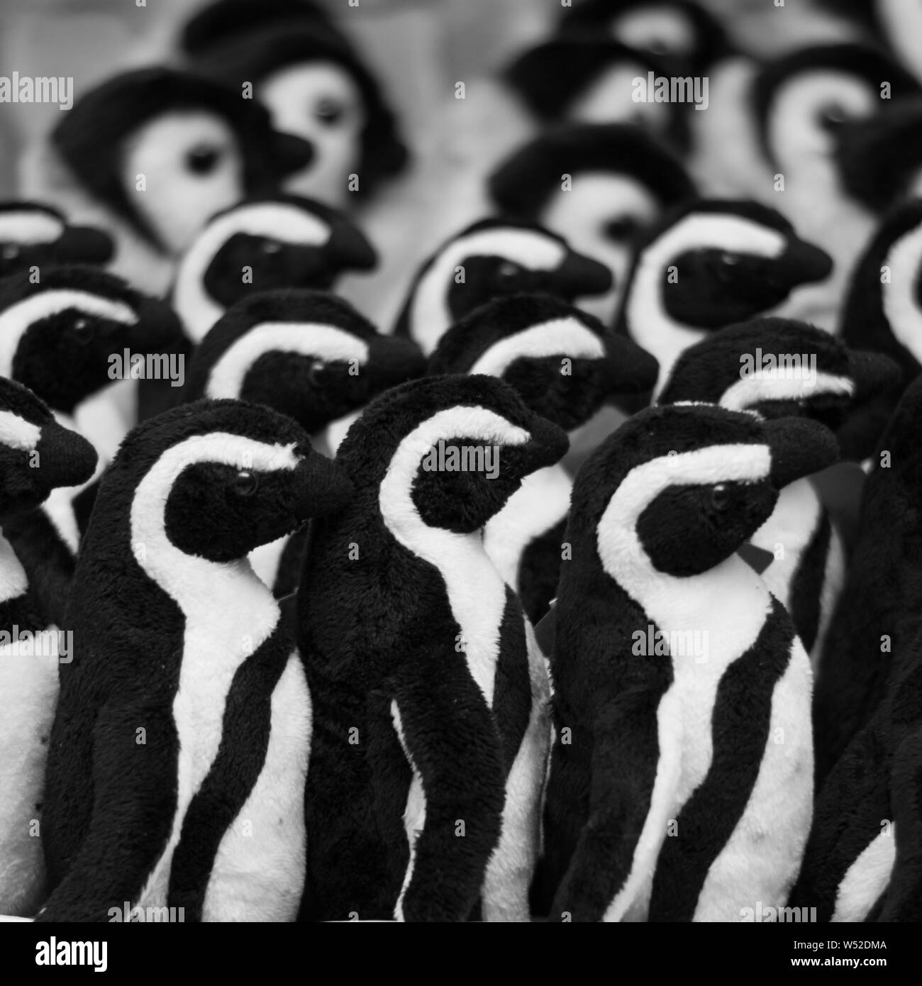 Toy african penguins for sale at Hermanus Stock Photo